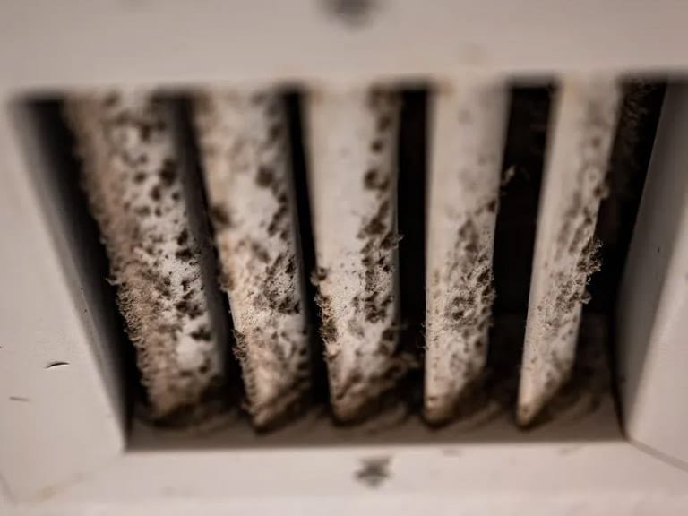 Top 7 Benefits of Professional Duct Cleaning in Raleigh, NC 3 Mold and odor source inside Raleigh home ductwork