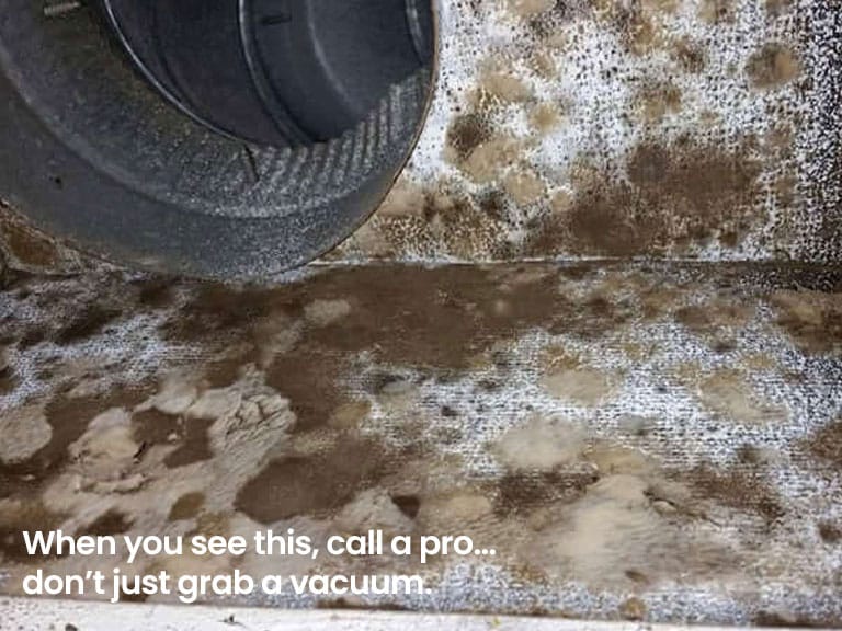 DIY vs. Professional Duct Cleaning in Raleigh: What's the Safer & Smarter Choice? 2 Mold growth inside HVAC duct system in a Raleigh home