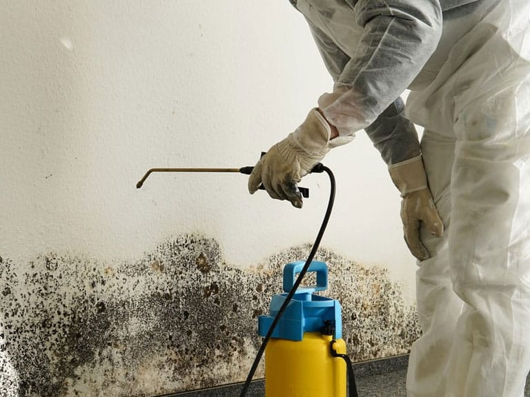 Mold treatment in Raleigh Area