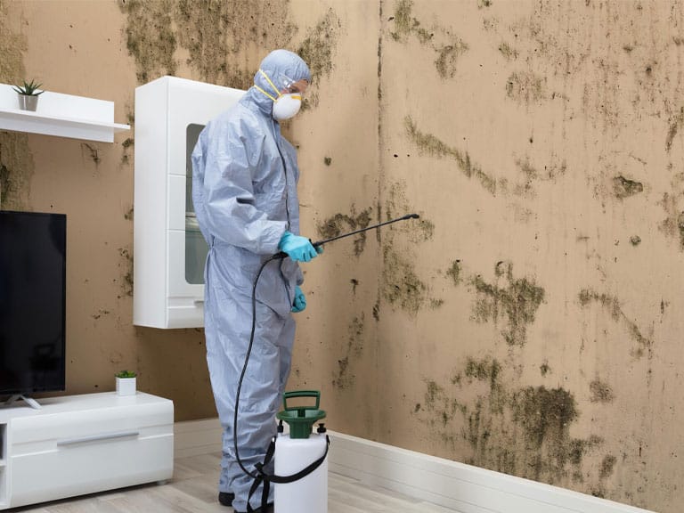 Mold treatment Raleigh