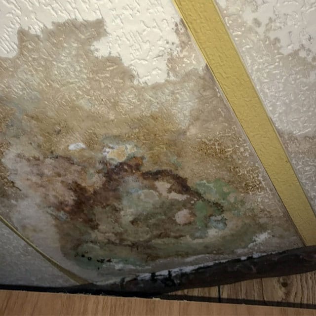 Mold damage in Raleigh