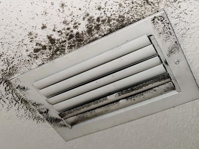 Mold in Your Air Ducts? What Raleigh Homeowners Need to Know