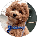 Doreen Todaro profile picture